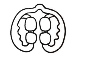 滚轴按摩器简笔画