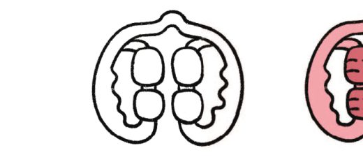 滚轴按摩器简笔画