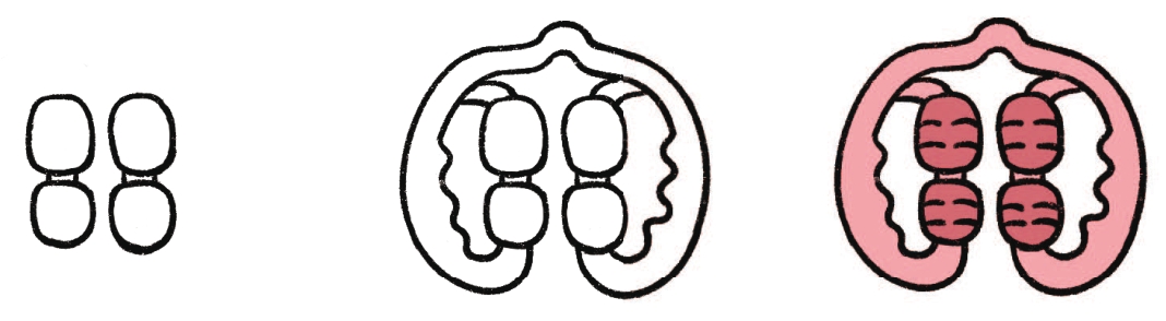 滚轴按摩器简笔画