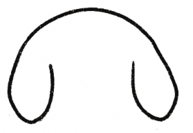 金毛简笔画