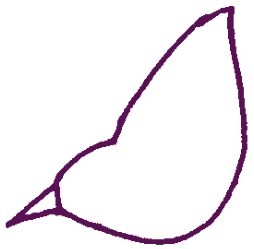 黄鹂简笔画