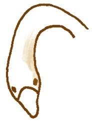 大雁简笔画