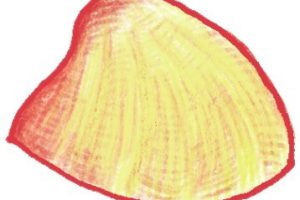 贝壳简笔画