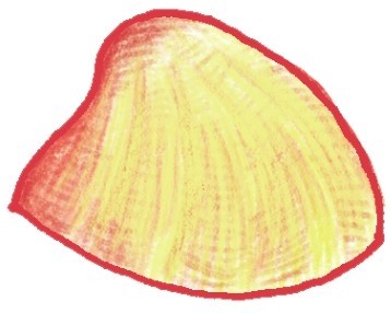 贝壳简笔画