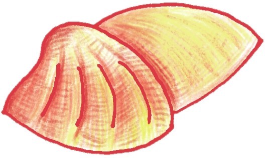 贝壳简笔画