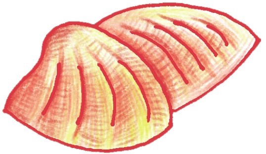 贝壳简笔画