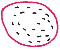 火龙果简笔画