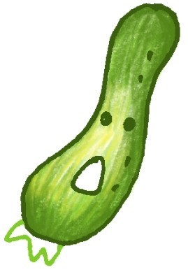 黄瓜简笔画
