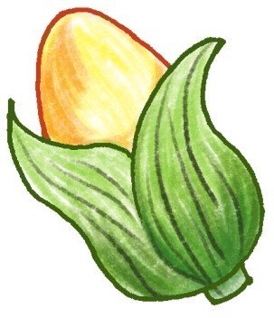 玉米简笔画