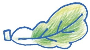 白菜简笔画