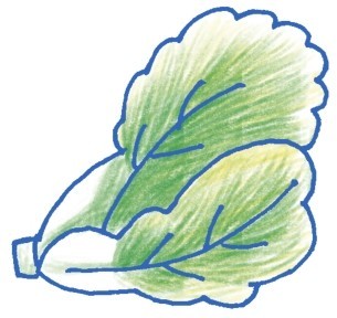 白菜简笔画