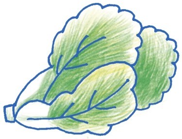 白菜简笔画