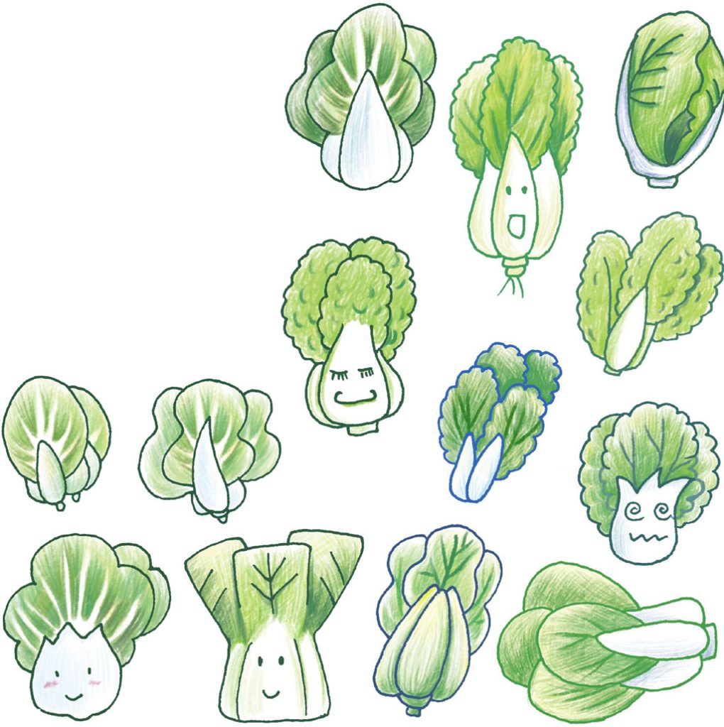 白菜简笔画