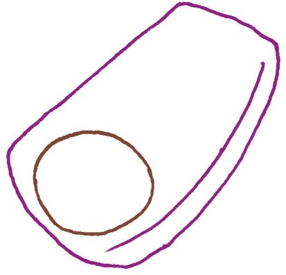 莲藕简笔画