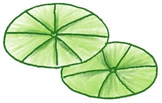 荷花简笔画