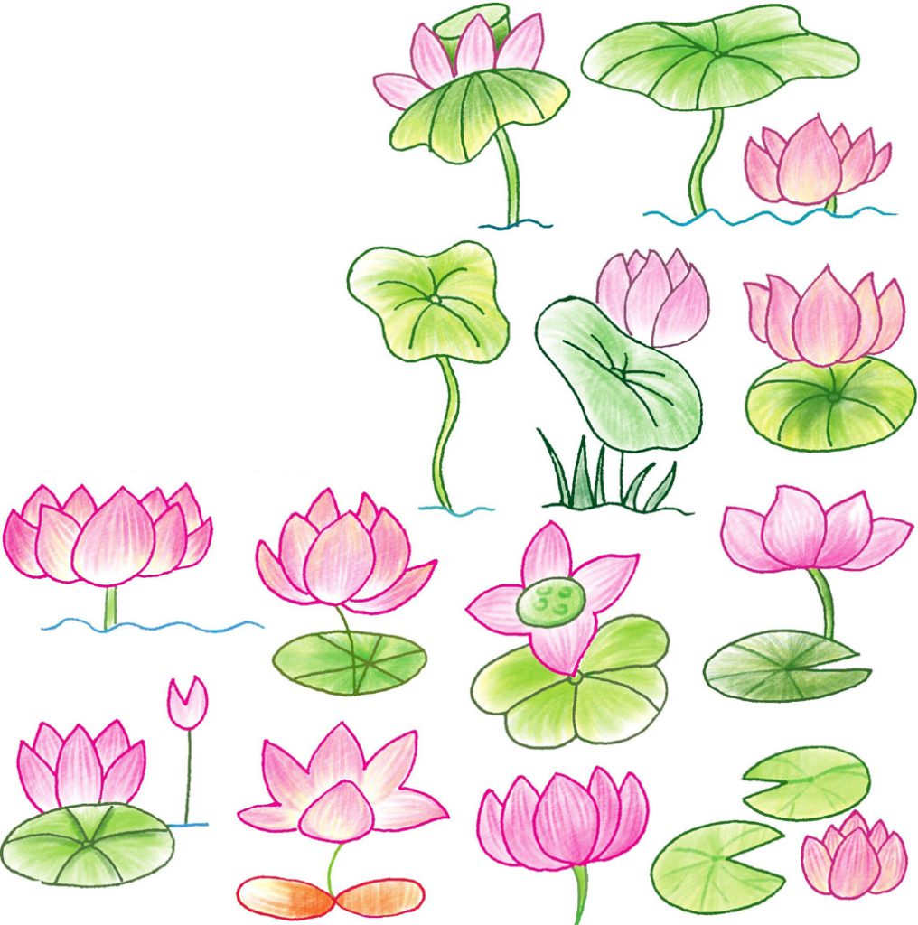 荷花简笔画