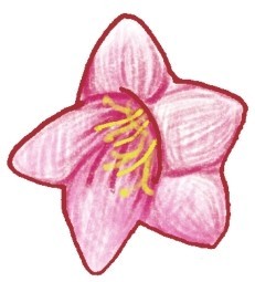 百合简笔画