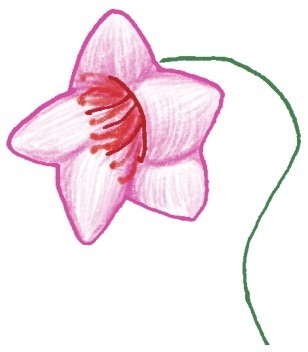 百合简笔画