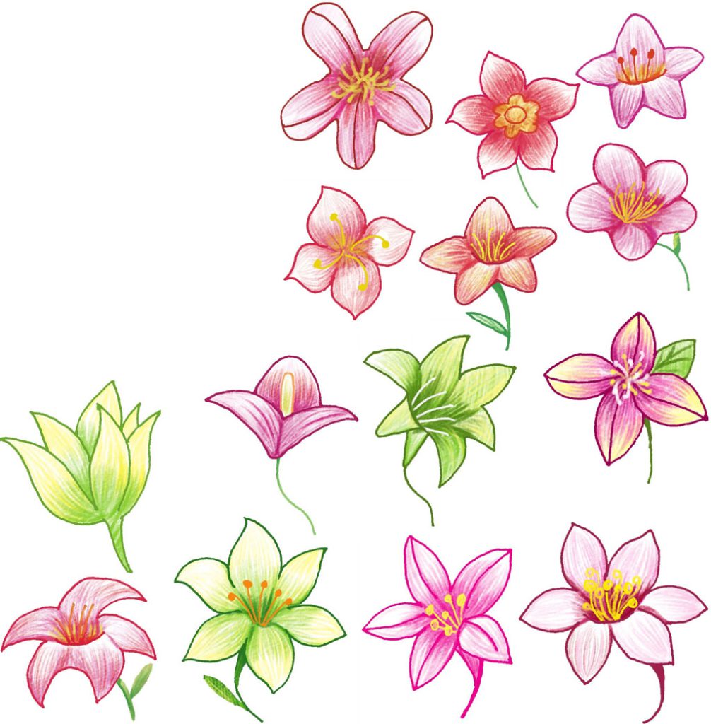 百合简笔画