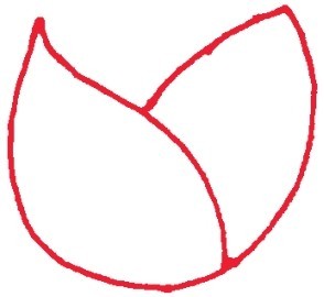 玫瑰简笔画