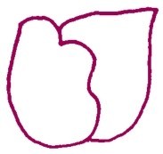 郁金香简笔画