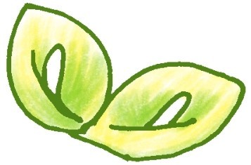 马蹄莲简笔画
