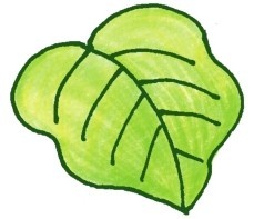 龟背竹简笔画