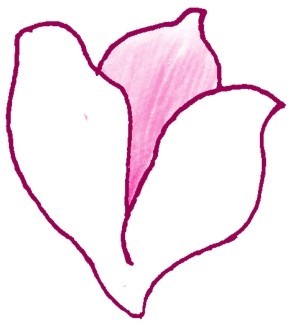 玉兰简笔画