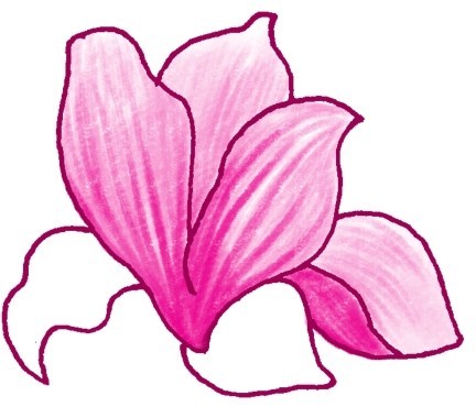 玉兰简笔画