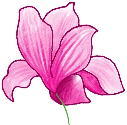 玉兰简笔画
