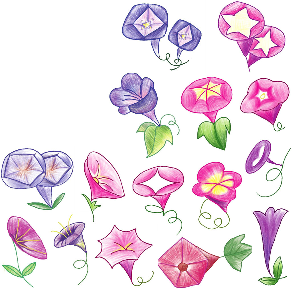 牵牛花简笔画