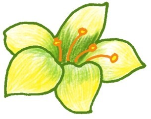 水仙花简笔画