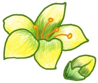 水仙花简笔画