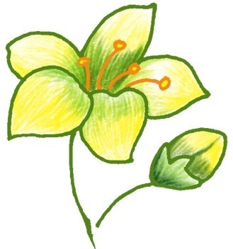 水仙花简笔画