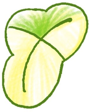 三叶草简笔画