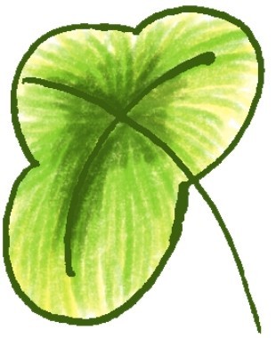 三叶草简笔画