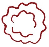 牡丹简笔画