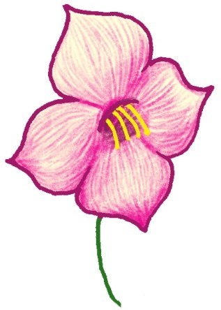桔梗简笔画