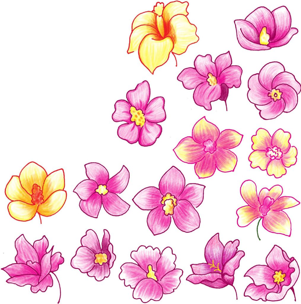 木槿简笔画