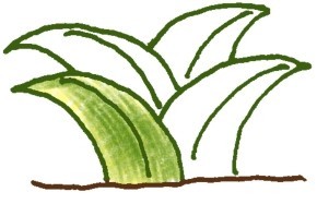 鸡冠花简笔画