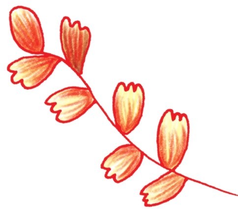 一串红简笔画