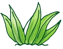 芦苇简笔画