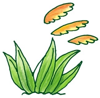 芦苇简笔画