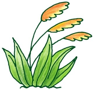 芦苇简笔画