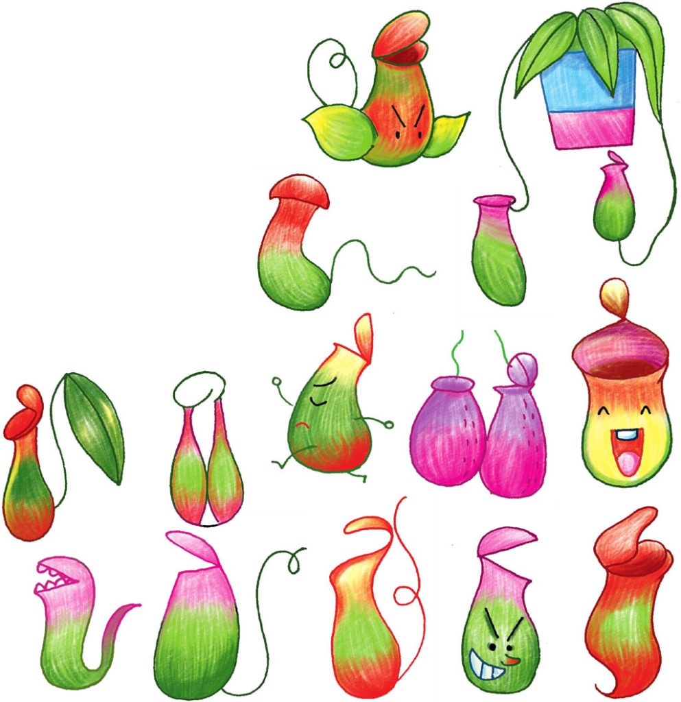 猪笼草简笔画