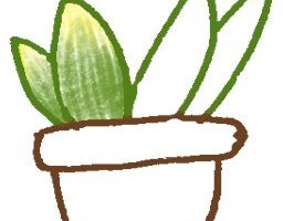 风信子简笔画
