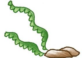 水草简笔画