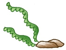 水草简笔画