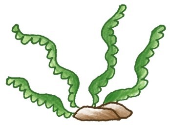 水草简笔画