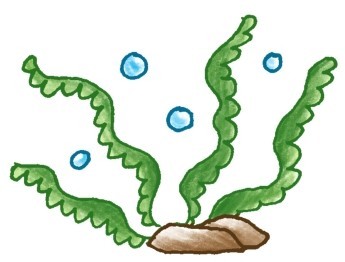 水草简笔画
